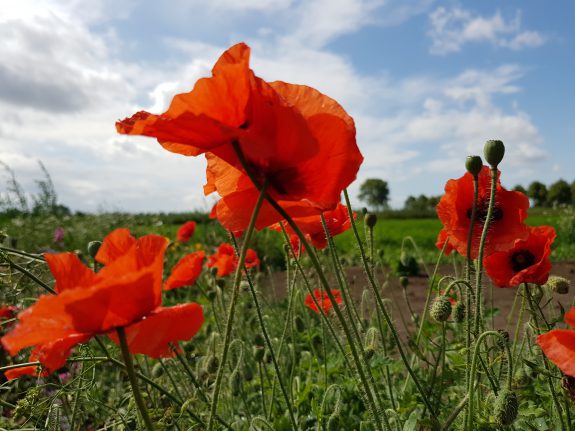 5 elementen Nine star Ki I Tjijng coach coaching Huizen Nanda de Vries Harmony4you kinderen hsp samengesteld gezin