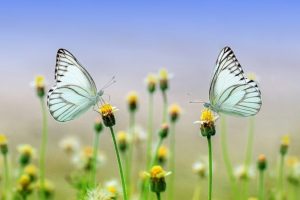 hsp coaching huizen